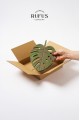 21,5x20x3,5cm Kraft Koli 25 Adet