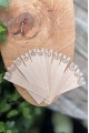 Ahşap Mum Fitili ve Yapışkanlı Fitil Sehpası 12 Adet (15x100x0,5mm) BURÇ MODEL-1 Ahşap Mum Fitili ve Yapışkanlı Fitil Sehpası 12 Adet (15x100x0,5mm) BURÇ MODEL-1