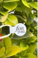 For You Model2 Beyaz İp Fitil Etiketi 100 Adet