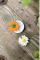 Papatya Çiçek Mum Kalıbı ( Silikon ) 1 Adet